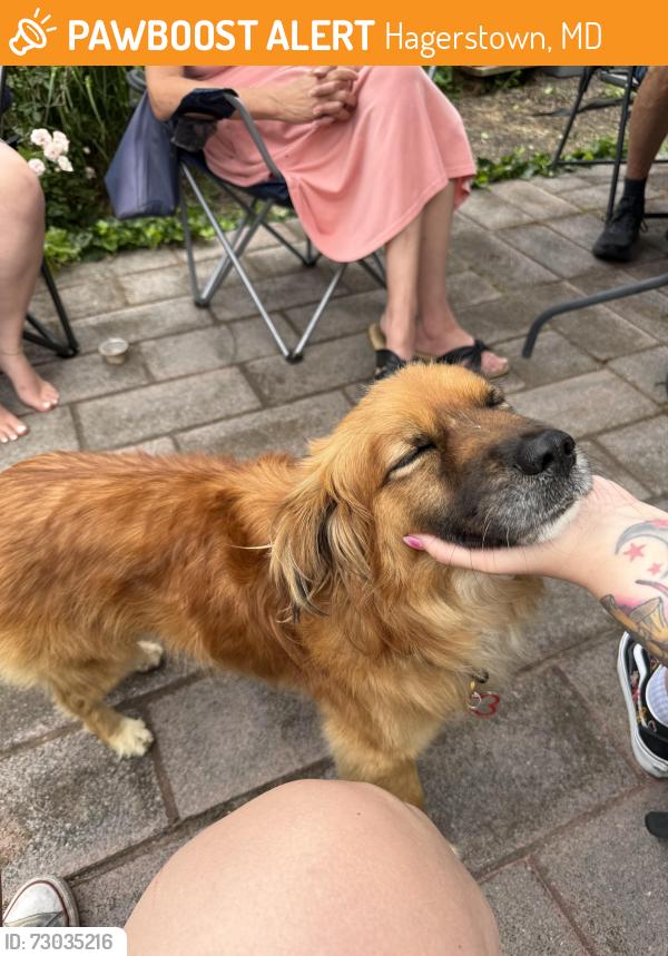 Found/Stray Male Dog last seen Westfields, Hagerstown, MD 21734