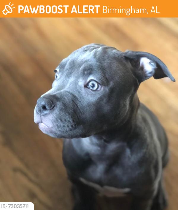 Found/Stray Unknown Dog last seen Near Old Leeds Rd, Birmingham, AL 35210