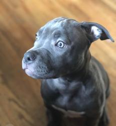 Found/Stray Unknown Dog last seen Near Old Leeds Rd, Birmingham, AL 35210