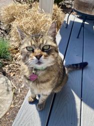 Lost Female Cat last seen Britt Road East Hartford , East Hartford, CT 06118