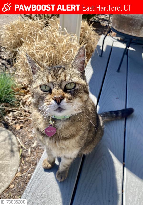 Lost Female Cat last seen Britt Road East Hartford , East Hartford, CT 06118