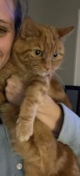 Lost Male Cat last seen Pearl St, Pleasantville, OH 43148