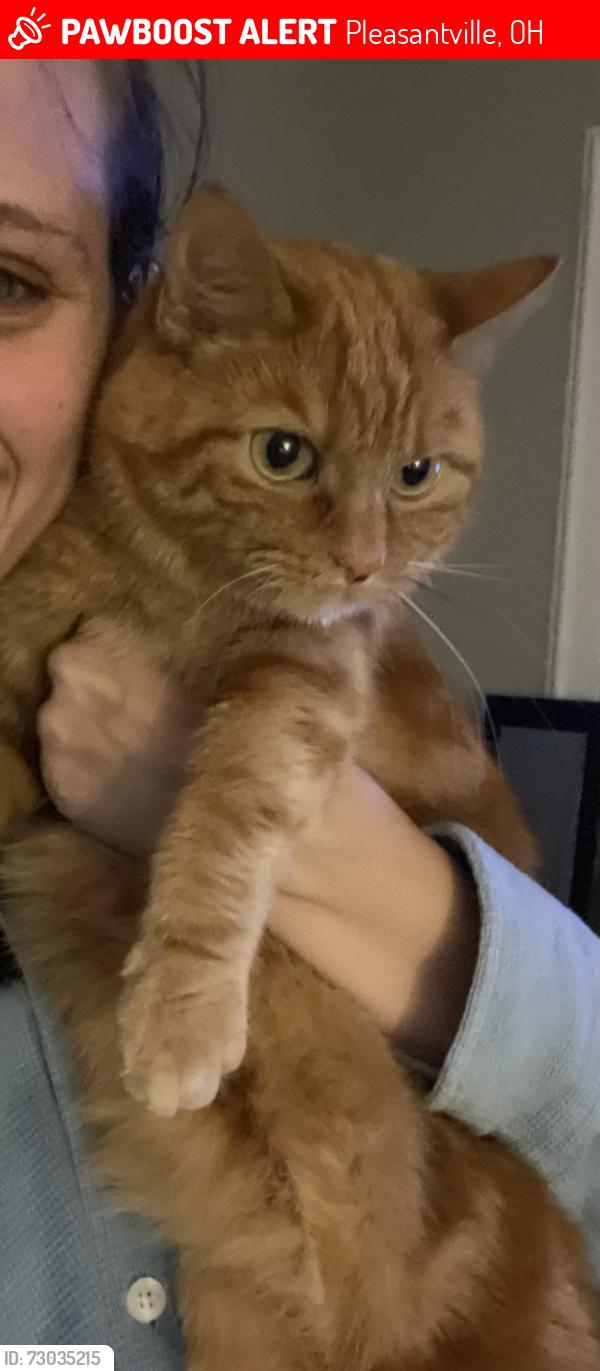 Lost Male Cat last seen Pearl St, Pleasantville, OH 43148