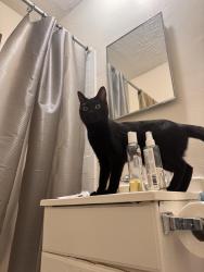 Found/Stray Unknown Cat last seen belmont & broadway, Chicago, IL 60657