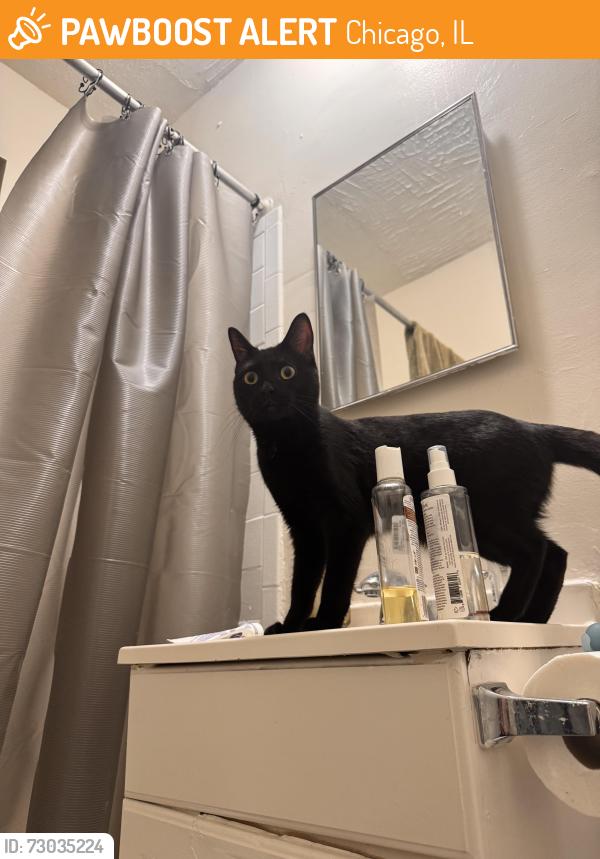 Found/Stray Unknown Cat last seen belmont & broadway, Chicago, IL 60657
