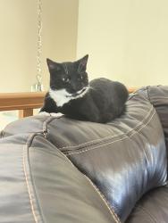 Lost Male Cat last seen Husher pub, 7 Mile road and Nicholson , Caledonia, WI 53108