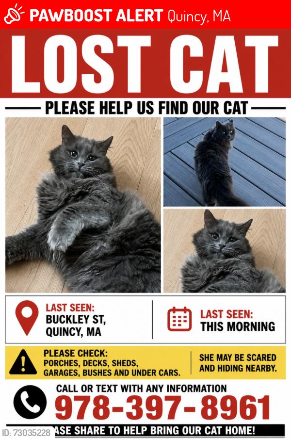 Lost Female Cat last seen Buckley St. Quincy Ma, Quincy, MA 02169