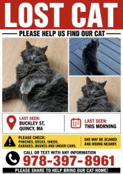 Lost Female Cat last seen Buckley St. Quincy Ma, Quincy, MA 02169