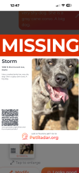 Lost Female Dog last seen Baseline and Cedar, Rialto, CA 92376
