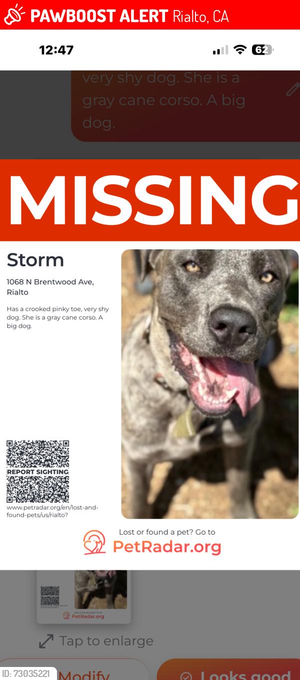 Lost Female Dog last seen Baseline and Cedar, Rialto, CA 92376