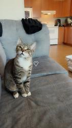 Reunited Male Cat last seen Main Street, Winnipeg, MB R2V 4Y7
