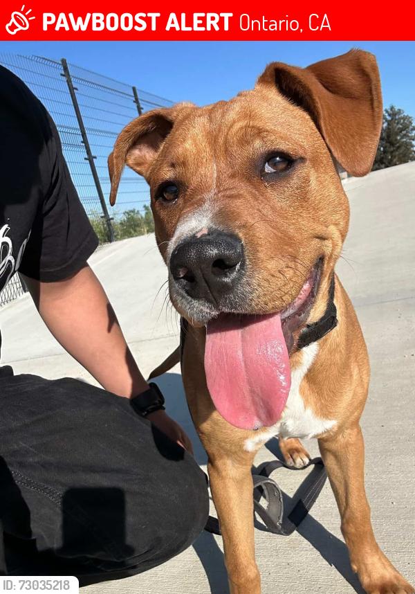 Lost Male Dog last seen Ontario california , Ontario, CA 91762
