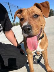 Lost Male Dog last seen Ontario california , Ontario, CA 91762