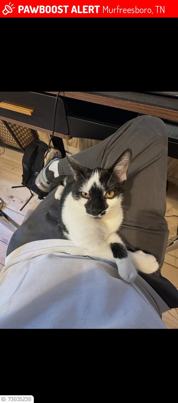 Lost Female Cat last seen River Road and Glastonbury Way, Murfreesboro, TN 37129
