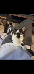 Lost Female Cat last seen River Road and Glastonbury Way, Murfreesboro, TN 37129