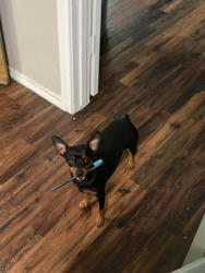 Lost Female Dog last seen Azle, Azle, TX 76020