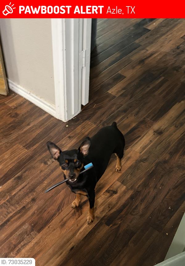 Lost Female Dog last seen Azle, Azle, TX 76020