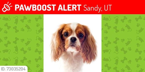 Lost Female Dog last seen Near S 700 E , Sandy, UT 84070