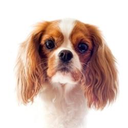 Lost Female Dog last seen Near S 700 E , Sandy, UT 84070