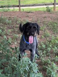 Lost Male Dog last seen Huntmeadow Dr, Edinmeadow Ln, Charlotte, NC 28269