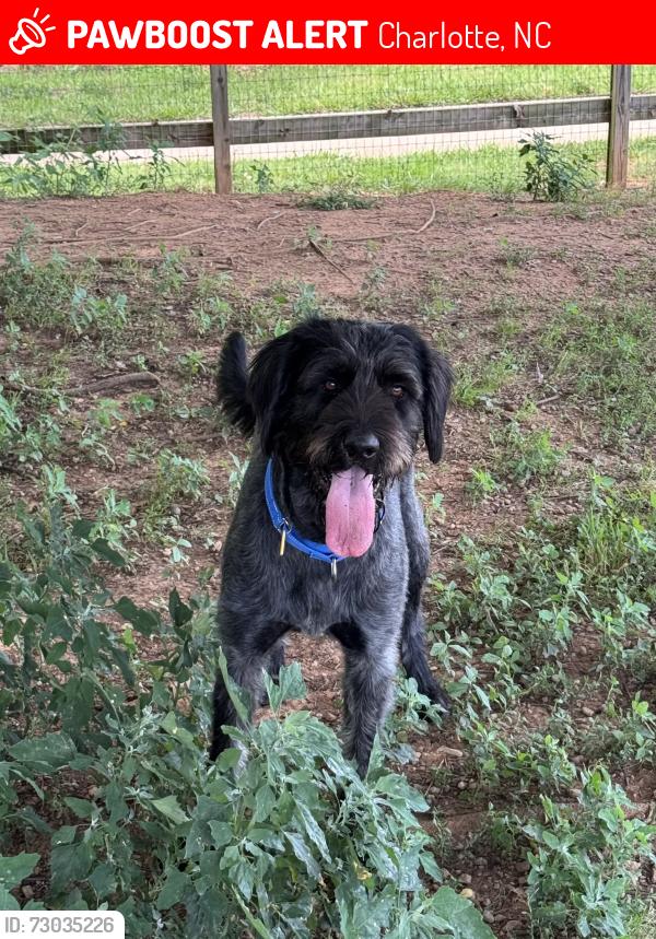 Lost Male Dog last seen Huntmeadow Dr, Edinmeadow Ln, Charlotte, NC 28269