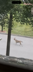 Reunited Unknown Dog last seen Fawn Court near Trump Park Residence , Shrub Oak, NY 10588