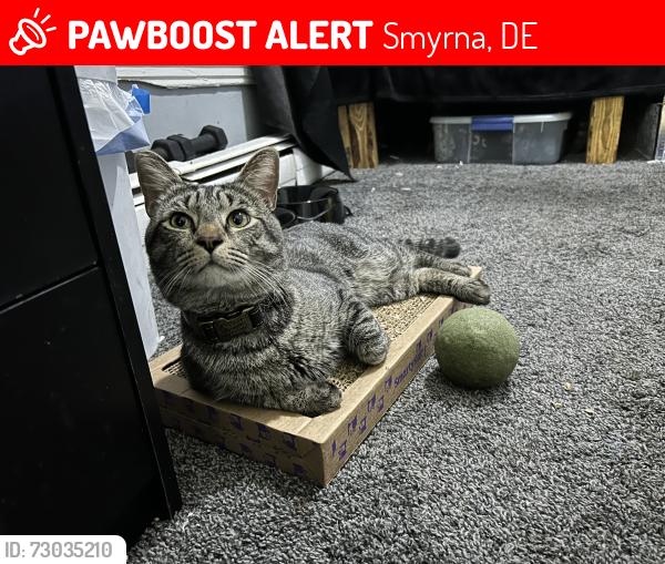 Lost Male Cat last seen Near S Main St by the Main St Market and the Smyrna Health and Wellness Center. , Smyrna, DE 19977