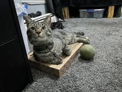 Lost Male Cat last seen Near S Main St by the Main St Market and the Smyrna Health and Wellness Center. , Smyrna, DE 19977