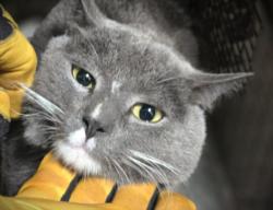 Shelter Stray Male Cat last seen , 3201 Lacy St, Los Angeles, CA 90031, USA