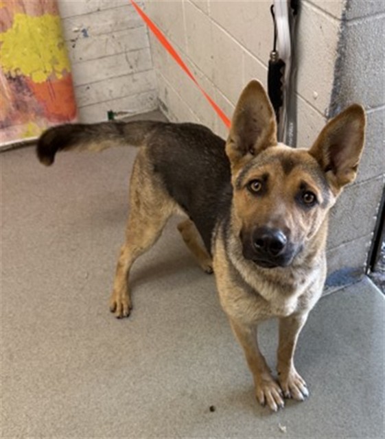 Shelter Stray Male Dog last seen N PEPPER AVE X W VALLEY BLVD, 333 Chandler Pl, San Bernardino, CA 92408, USA