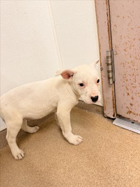 Shelter Stray Male Dog last seen KENNEDY PARK, 16 Barnes Ct, Hayward, CA 94544, USA