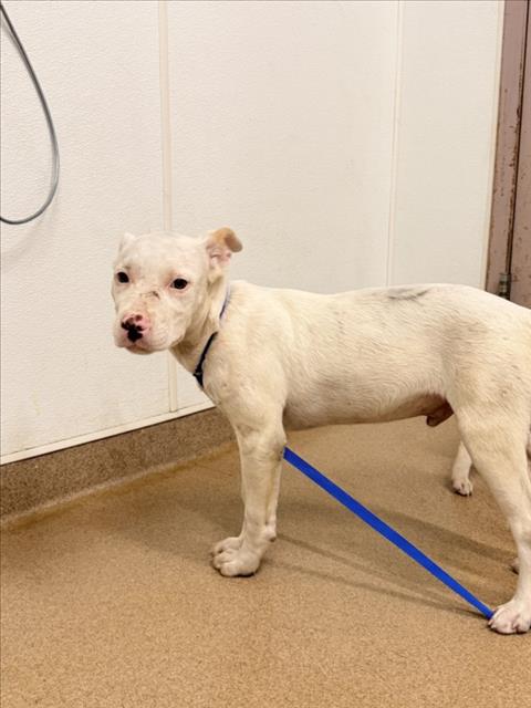 Shelter Stray Male Dog last seen KENNEDY PARK, 16 Barnes Ct, Hayward, CA 94544, USA