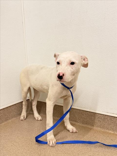 Shelter Stray Female Dog last seen KENNEDY PARK, 16 Barnes Ct, Hayward, CA 94544, USA