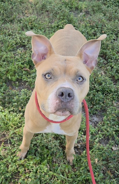 Shelter Stray Female Dog last seen Near BLOCK NE 38 ST, OAKLAND PARK FL 33334, 2400 SW 42nd St, Fort Lauderdale, FL 33312, USA