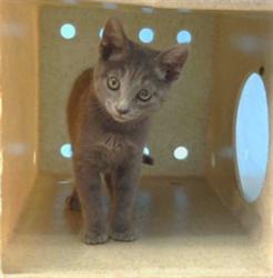 Shelter Stray Male Cat last seen , 216 W Victoria St, Gardena, CA 90248, USA