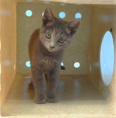 Shelter Stray Male Cat last seen , 216 W Victoria St, Gardena, CA 90248, USA