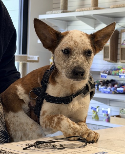 Shelter Stray Male Dog last seen SAND CANYON/PROGRESS, 6443 Oak Canyon, Irvine, CA 92618, USA