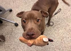 Shelter Stray Male Dog last seen Near BLOCK N NEVADA AVE, COLORADO SPRINGS CO 80918, 610 Abbot Ln, Colorado Springs, CO 80905, USA