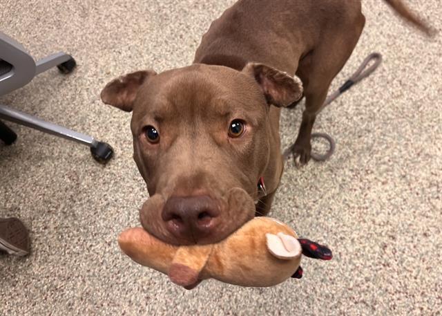 Shelter Stray Male Dog last seen Near BLOCK N NEVADA AVE, COLORADO SPRINGS CO 80918, 610 Abbot Ln, Colorado Springs, CO 80905, USA