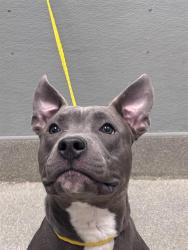 Shelter Stray Male Dog last seen , 655 N Mojave Rd, Las Vegas, NV 89101, USA