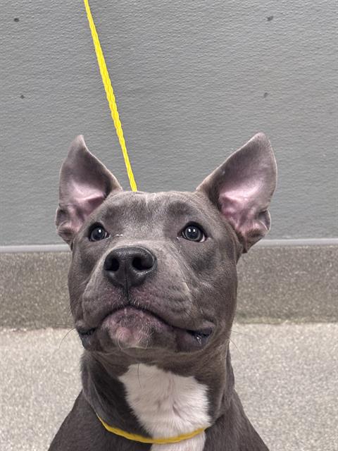 Shelter Stray Male Dog last seen , 655 N Mojave Rd, Las Vegas, NV 89101, USA