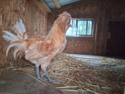 Shelter Stray Male Bird last seen Near BLOCK S FRANKLIN ST, CENTENNIAL CO 80121, 610 Abbot Ln, Colorado Springs, CO 80905, USA