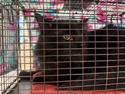 Shelter Stray Male Cat last seen Near BLOCK SILVER STAR GRV, COLORADO SPRINGS CO 80911, 610 Abbot Ln, Colorado Springs, CO 80905, USA