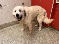 Shelter Stray Male Dog last seen Near BLOCK LA QUESTA DR, FOUNTAIN CO 80817, 610 Abbot Ln, Colorado Springs, CO 80905, USA