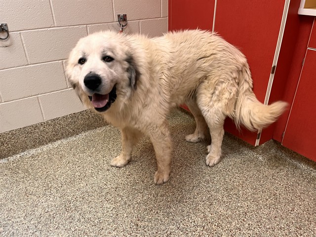Shelter Stray Male Dog last seen Near BLOCK LA QUESTA DR, FOUNTAIN CO 80817, 610 Abbot Ln, Colorado Springs, CO 80905, USA