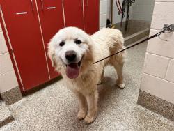 Shelter Stray Male Dog last seen Near BLOCK LA QUESTA DR, FOUNTAIN CO 80817, 610 Abbot Ln, Colorado Springs, CO 80905, USA