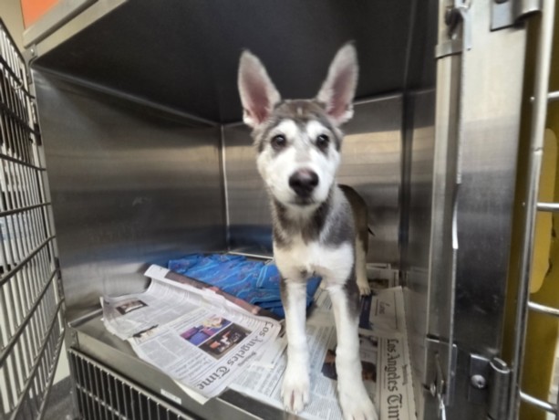 Shelter Stray Male Dog last seen , 11361 W Pico Blvd, Los Angeles, CA 90064, USA