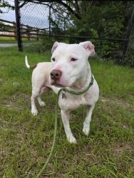 Shelter Stray Female Dog last seen Near, 2600 S Harding St, Indianapolis, IN 46221, USA