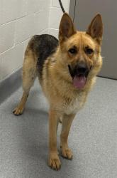 Shelter Stray Male Dog last seen Near, 2600 S Harding St, Indianapolis, IN 46221, USA