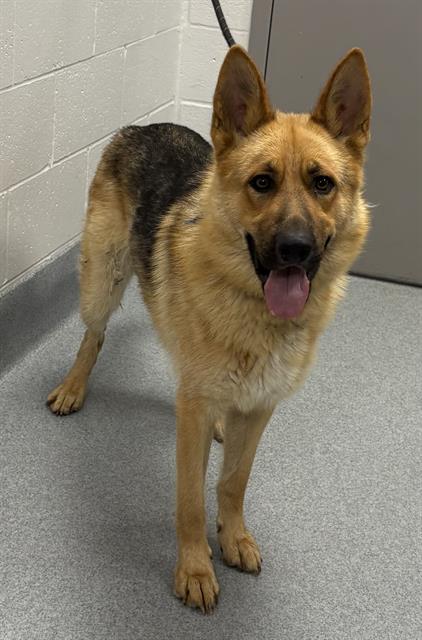 Shelter Stray Male Dog last seen Near, 2600 S Harding St, Indianapolis, IN 46221, USA